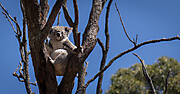 Australija 2023-124