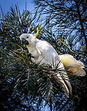 Australija 2023-127
