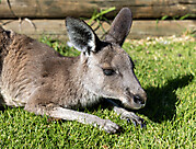 Australija 2023-20
