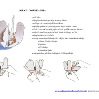 Golubica mira - jaslice