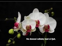 Lijepe misli uz orhideje – pps