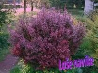 Loše navike – pps