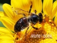 Muhe i pčele – pps