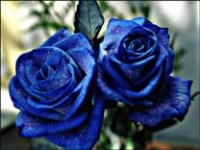 Plava ruža – pps o postojanju Boga