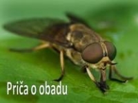 Priča o obadu – pps
