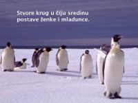 Pouka od pingvina – pps (čudesno)
