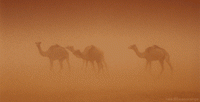 pustinja-deve-animacija