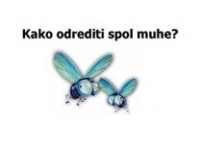 Kako odrediti spol muhe – pps